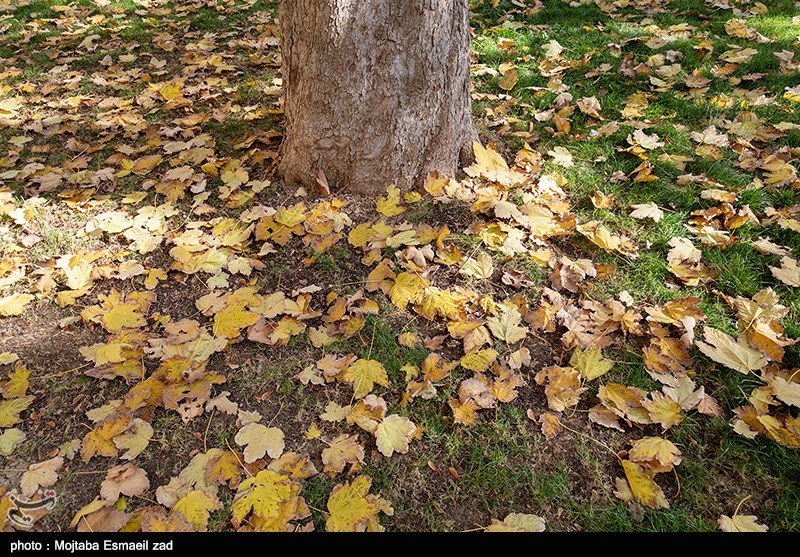 طبیعت پاییزی – ارومیه