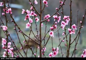 شکوفه های زمستانی در مناطق ییلاقی گیلان