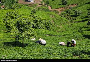 برداشت چای بهاره از مزارع املش گیلان