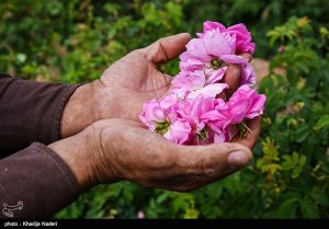 جشنواره گلابگیری – کاشان