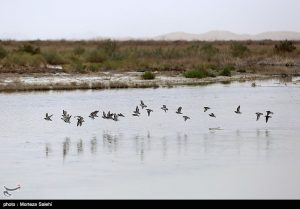 تالاب گاوخونی – اصفهان