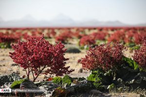 دشت «ریواس» شهر بابک