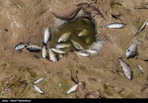 تلف شدن هزاران ماهی در مناطق سیل زده خوزستان