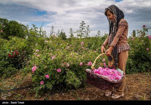 برداشت گل محمدی در بجنورد