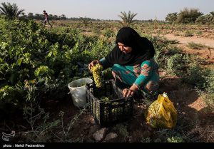 برداشت انگور از تاکستان غزاویه کارون