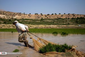 حذف برنج از سفره ایرانی‌ها/واردات برنج کلاً ممنوع شد