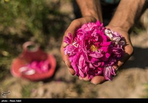 جشنواره گل محمدی در تبریز