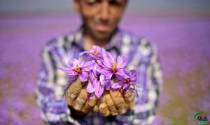 حفظ حقوق کشاورز و مصرف کننده در بورس کالا