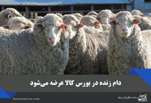دام زنده در بورس کالا عرضه میشود