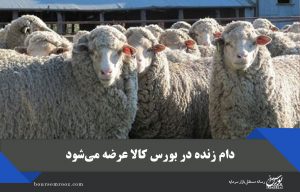 دام زنده در بورس کالا عرضه می‌شود