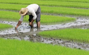 لزوم توسعه عرضه برنج و شلتوک تولید داخل در بورس‌کالا