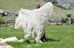 پشم در کشور تمام شد؟/ یک مسئول خبر داد!