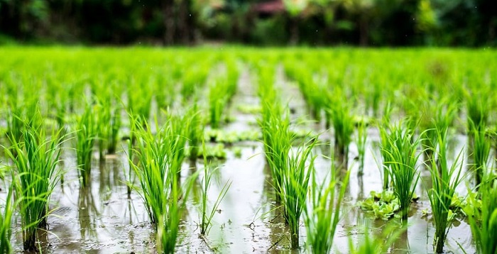 احتمال گرانی برنج در پی بحران فیلیپین/ زنگ خطر تورم جهانی به صدا درآورد