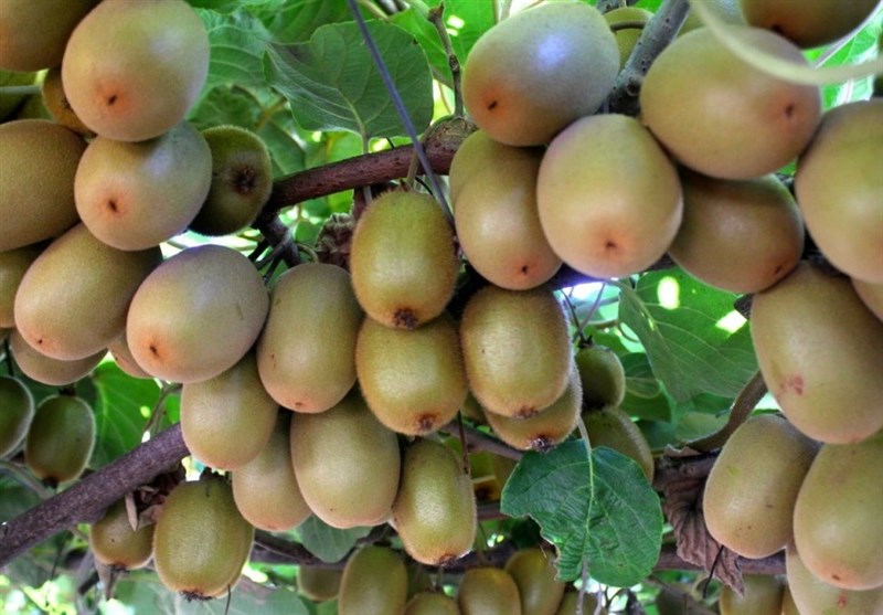 مبادلات کشاورزی ایران و روسیه
