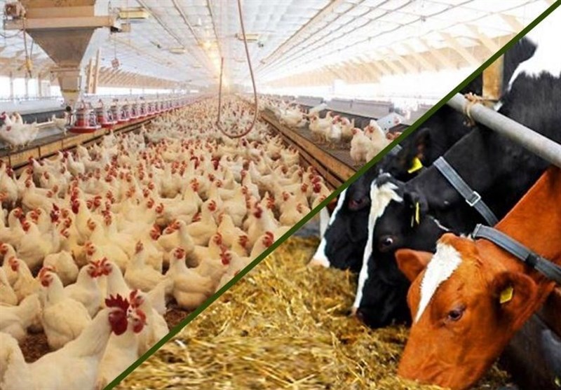 تداوم تخصیص ارز