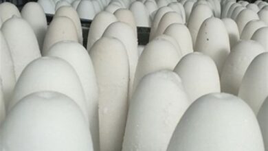 تصویب صادرات