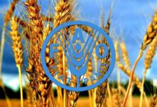 عرضه مواد غذایی