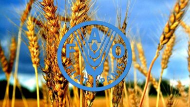عرضه مواد غذایی